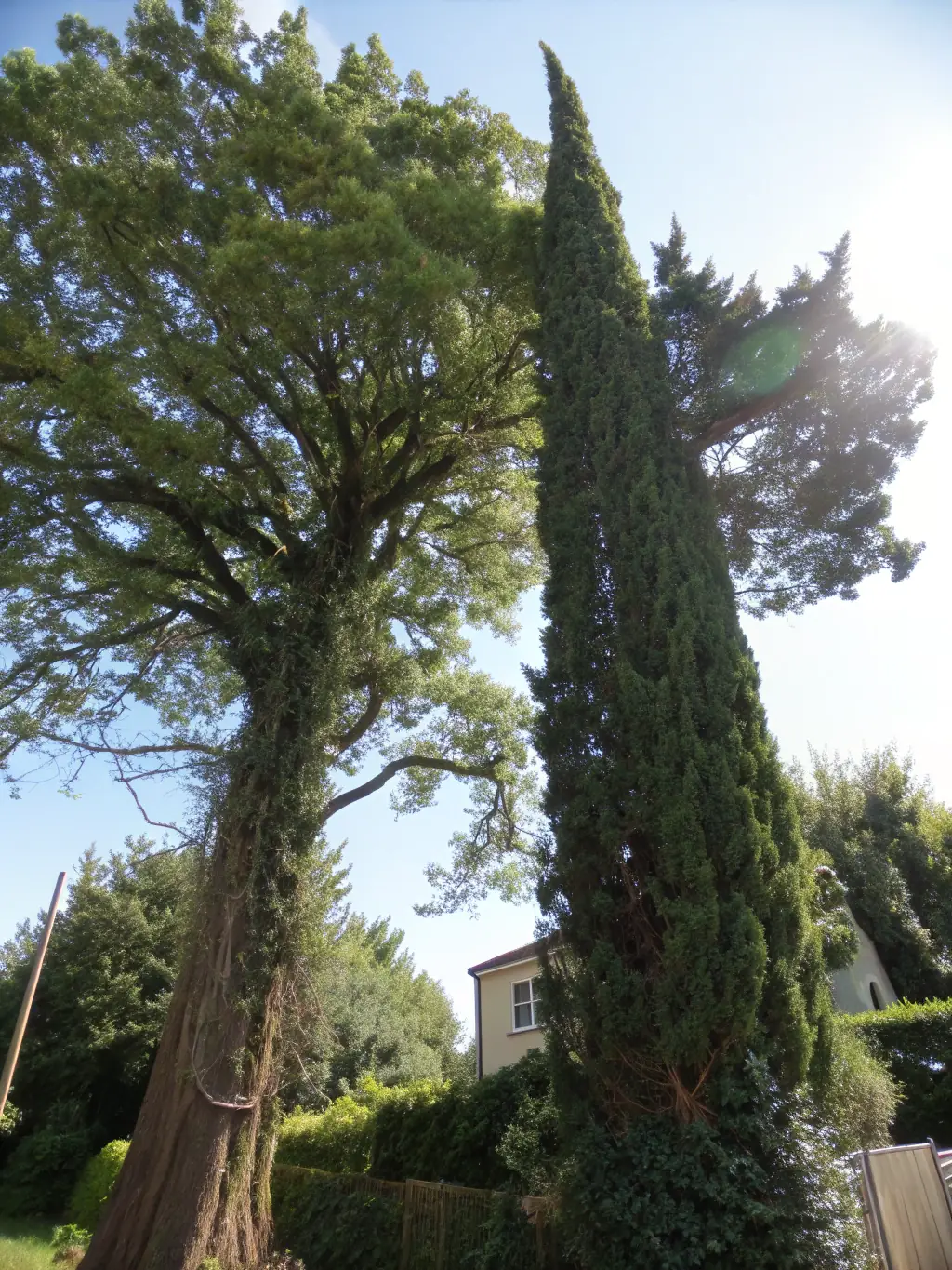A before-and-after photo showcasing ArborExcel's tree trimming service, highlighting the aesthetic and health benefits for a client in Morristown, TN.